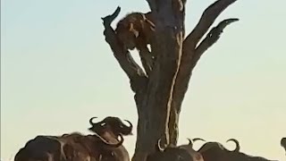 Buffalo herd puts male lion on a tree