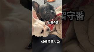 長帰宅した瞬間、大暴走するフレブル兄妹がこちら【凛太朗と葉月】