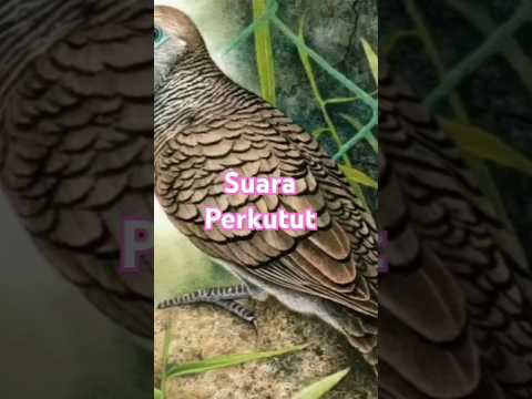 Suara Perkutut Perkututlokal Perkutut Perkututbangkok Perkututgacor Fypshorts Viralshorts