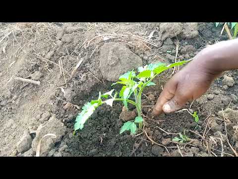 Video: Kupanda Mbegu za Calendula: Jifunze Kuhusu Kukusanya na Kupanda Mbegu za Calendula
