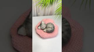 💖🐱Baby Kitten from a Sock 🧦 NO SEW ✨Looks So Real 😭💕 #diy #easycrafts #viral #trending