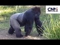 Gorillas in 4k u raw  by john d villarreal