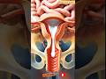 🩸 Menstrual Cycle Explained in 3D | Ovulation to Period Process . part 2.Animation | Medical Expert