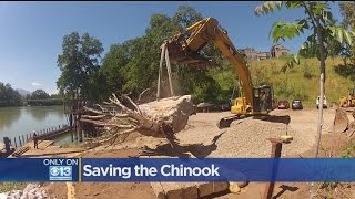 Boulders And Tree Trunks Could Help Save Winter-Run Chinook Salmon