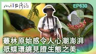 叢林原始感令人心潮澎湃　眾蝶環繞見證生態之美【MIT台灣誌 #630】巴福越嶺古道 拉拉山 夏綠林生態美_20140713 @ctvmit