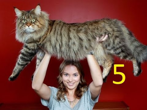 Le 5 Razze Di Gatto Più Grandi Youtube