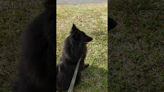 ‍ Belgian Shepherd in surveillance mode  #dog #belgiansheepdog #groenendael #guarddog #blackdog