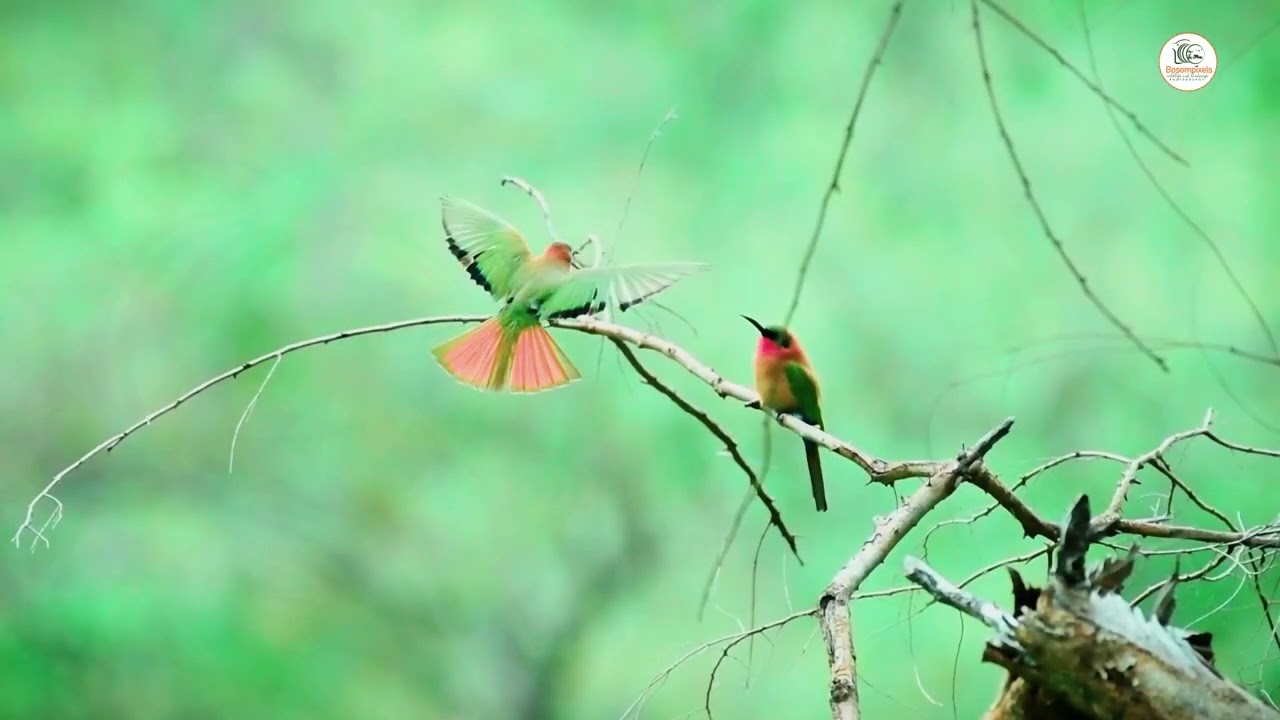 Bosompixels Photography : The Red Throated Bee-eater