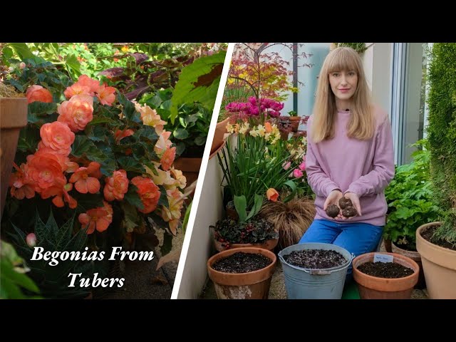 norfolk island pine indoor plant Buy Norfolk Island Pine Trees Online