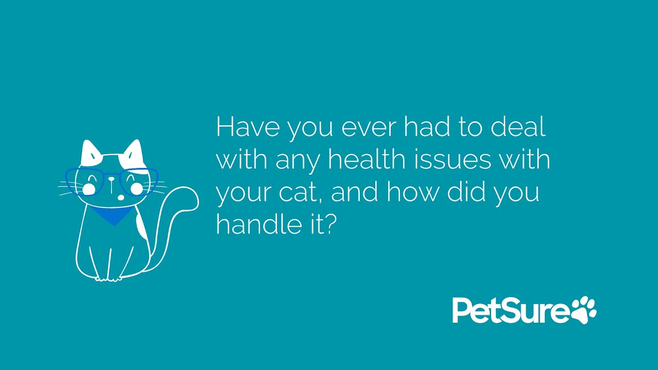 Personal stories on managing feline health issues