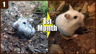 ep.1) 1st month - A truly naturalistic hamster cage change  (no wood bedding)