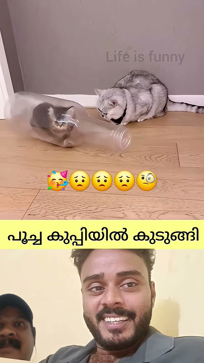 #catvideos #funnyvideo