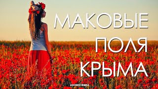 Поля маков в Крыму, Когда цветут маки в Крыму, маковые поля где?