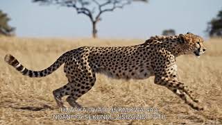 Super Power Za Wanyama 10