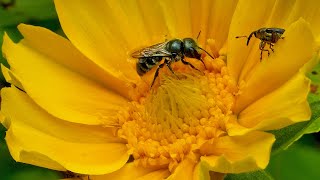 On A Wild Sunflower
