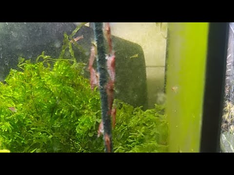 palitos de bettas & compañia