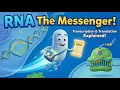 What is RNA? 🧬 DNA vs. RNA & Protein Synthesis Explained!