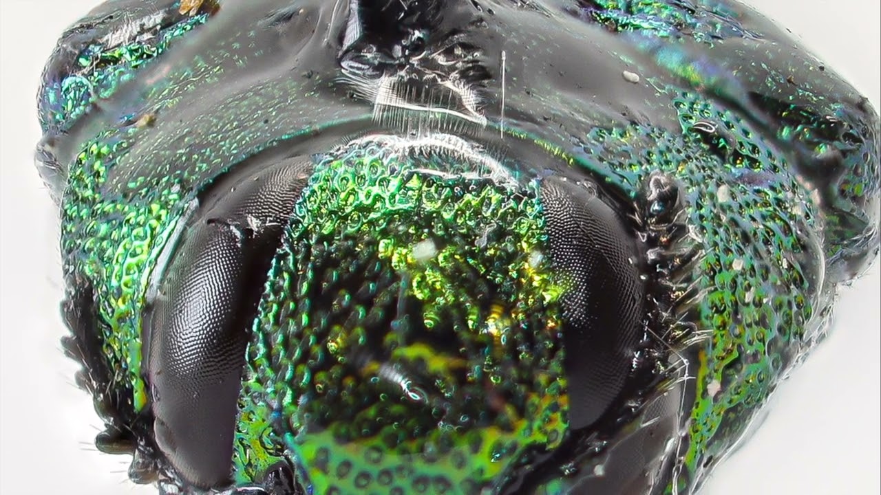 Metallic Insect Up Close – A Hypnotic Macro Journey