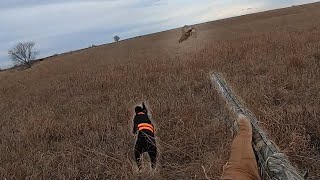 IOWA PHEASANT HUNT | CATCH AND COOK {SMOKED PHEASANT BREAST}