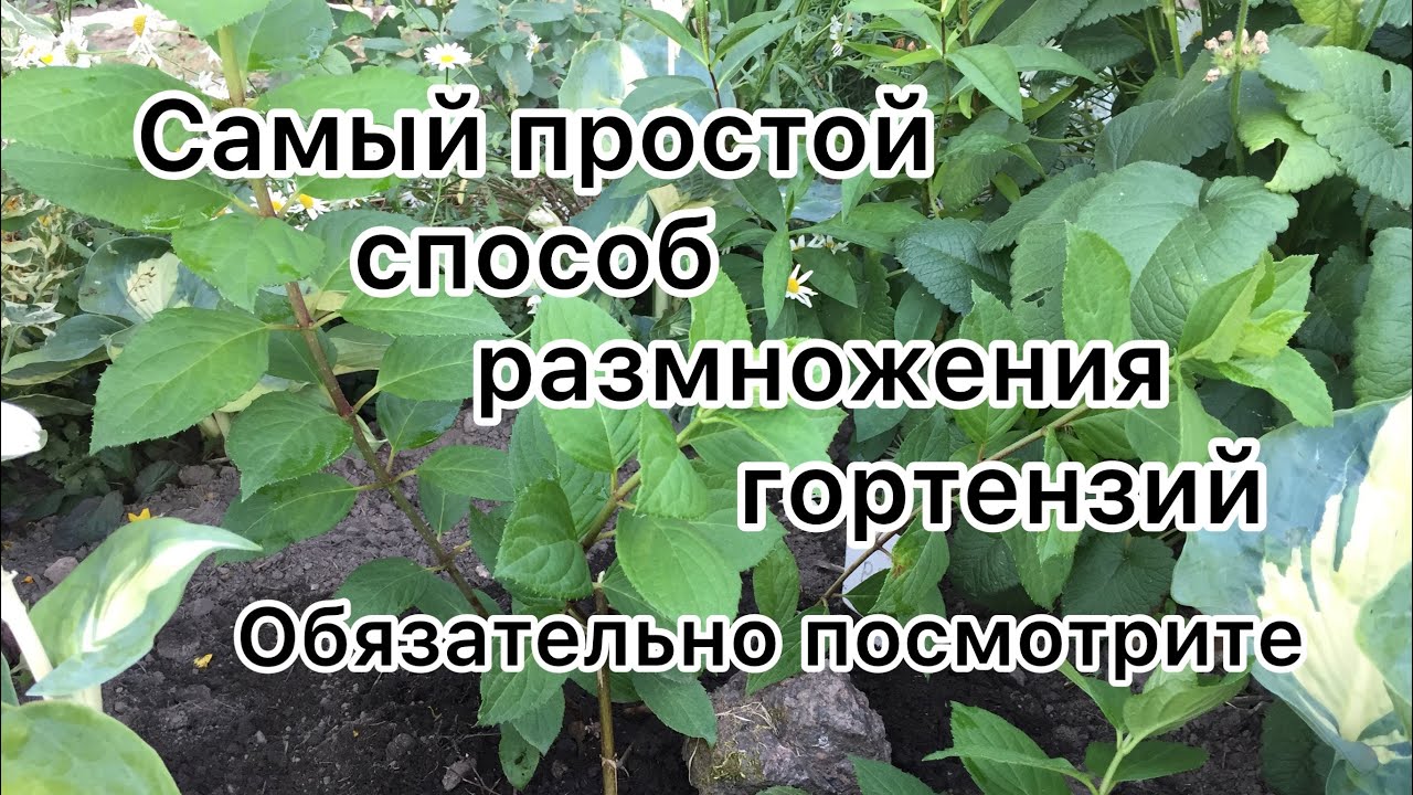 Самый простой способ размножения гортензии. Черенкование гортензии. Размножение гортензии черенками. Летний способ размножения гортензии.