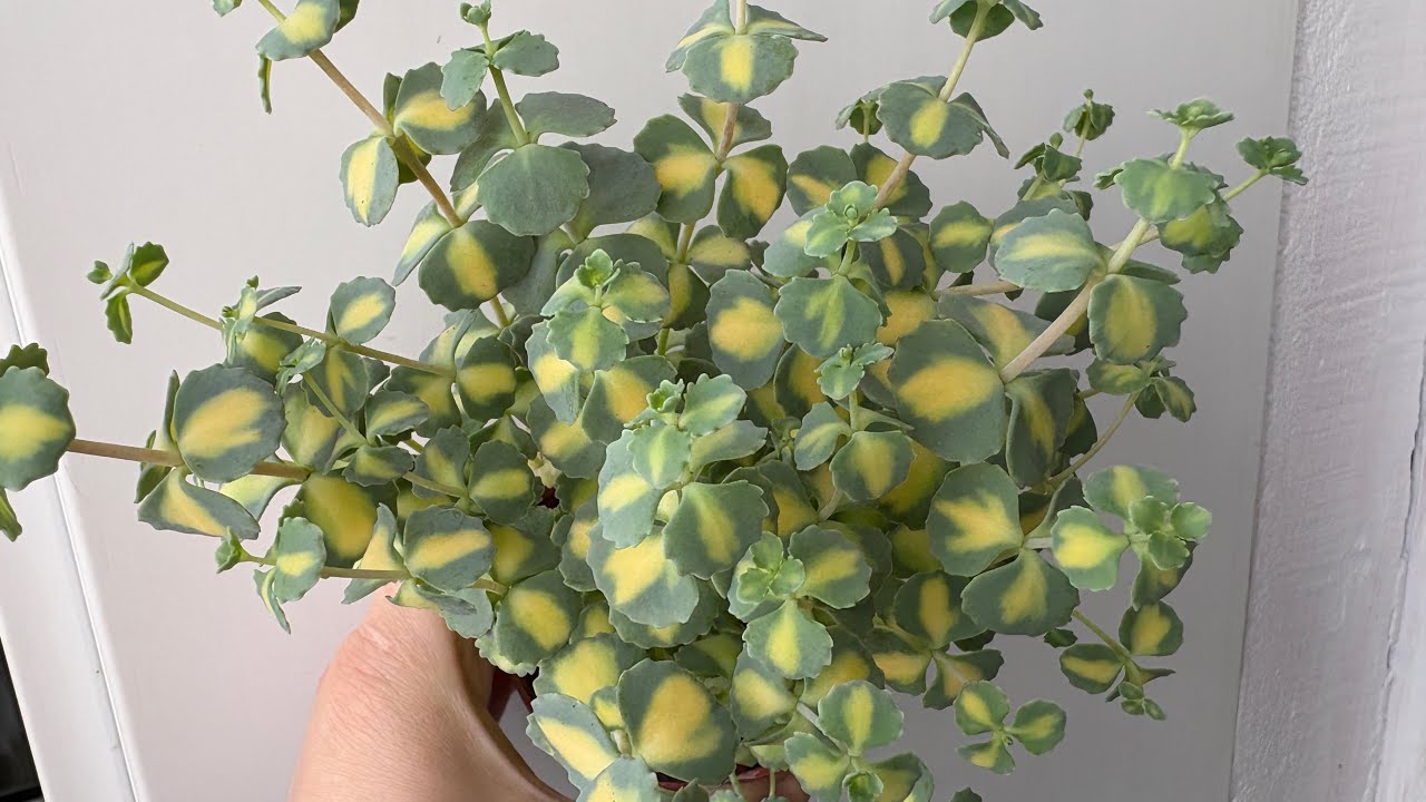 Siyaboldi Verigate geldi harika türler var💐