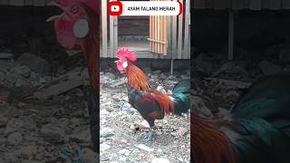 Kokok Ayam Hutan Merah Sumatra Red Di Kota Lubuklinggau ayamhutan