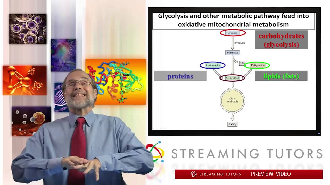 Biochemistry   Citric Acid Cycle 1 tutorial
