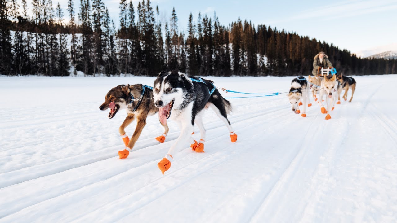 MORJAS | ‘The North’