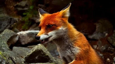 What happened to Foxlife?
