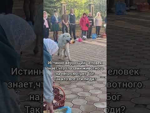 корзинки полные,а души пустые #девкадеревка #devkaderevka #пасха #алабай #бог