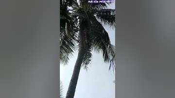 Vua Dừa Miền Tây TV//  vua dừa có mặt tại tân hưng để leo trèo cây dừa xưa trên 20m
