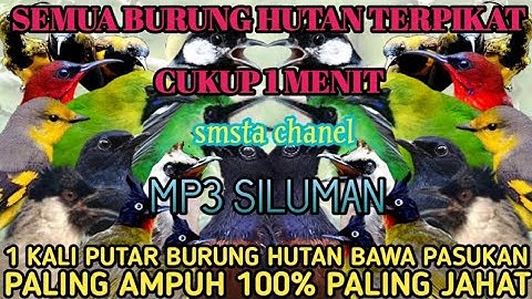 SUARA PIKAT SEMUA JENIS BURUNG HUTAN TERBARU 1000% AMPUH@Smstachanel