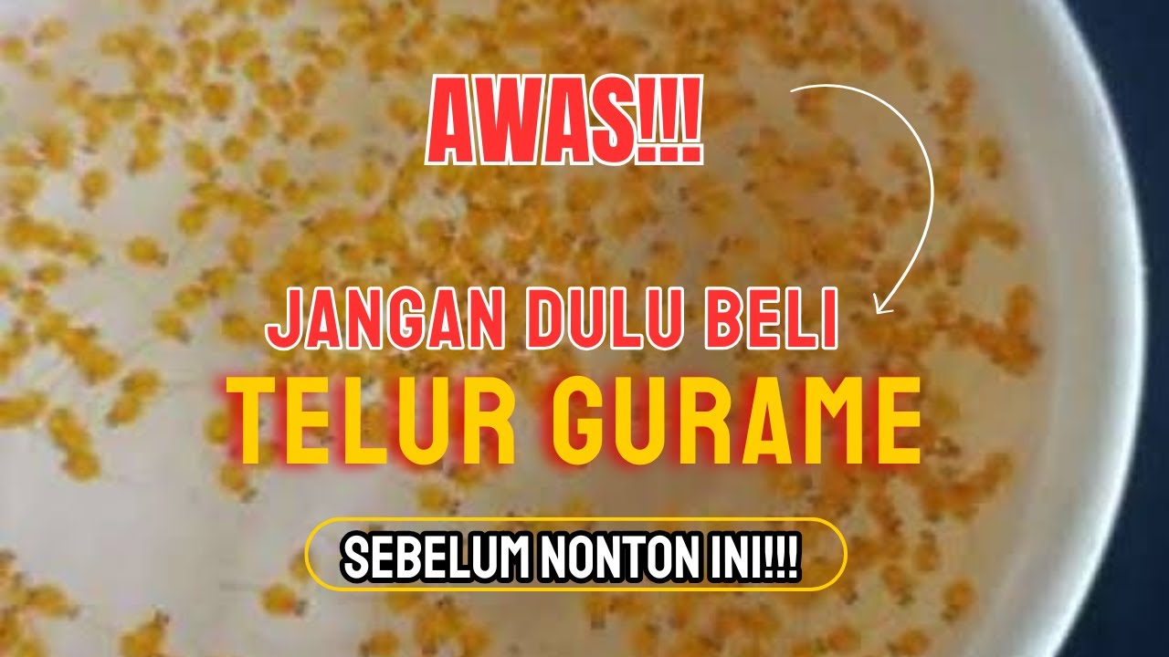 Review Beli Telur Ikan Gurame Online