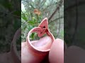 Krom Diopsit Ayarlanabilir Yüzük.Chrome diopside Adjustable rose gold ring #rosegold #gemstone #ring