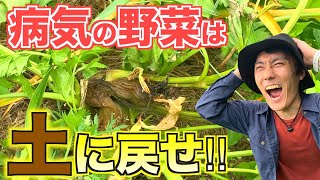 【畑の免疫力をあげろ！】病気になった野菜の診断と処分方法！