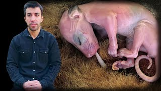 Kangurunun inanılmaz doğum anı | amazing kangaroo baby birth (mucizeler) Resimi