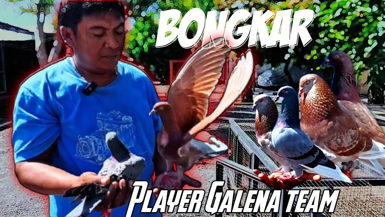 Review player giringan A Team GALENA Lumajang #merpatibalap #merpati #viralvideo