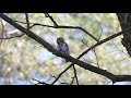 Pygmy Owl (Glaucidium passerinum) in 4K, Nikon Z6, Nikon 500mm PF, 1.4xTC