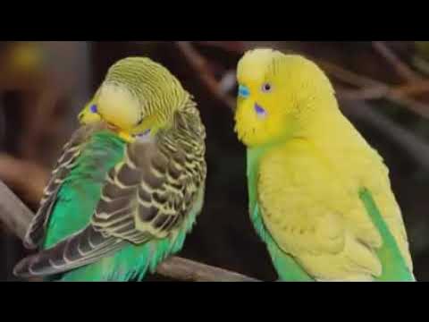 Әнші Нюша попуга алады Әнші Нюша попуга алады