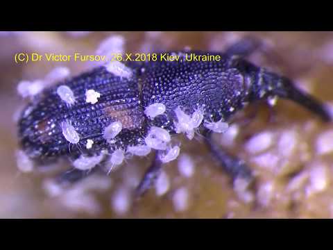 Dangerous Flour Mite Acarus siro Under Microscope (ENGLISH)