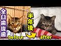 口内炎で苦しんでいた猫が、半年で別猫にー奇跡の回復記録ー