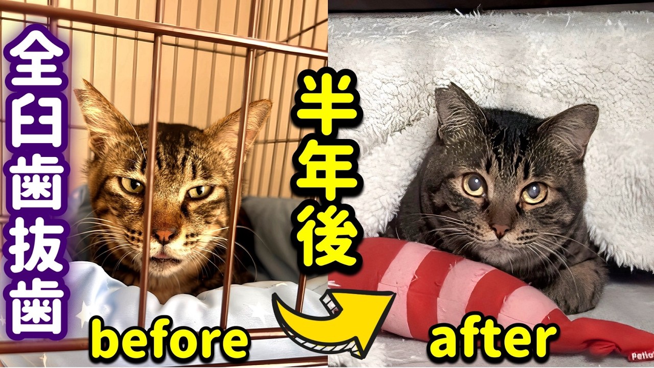 口内炎で苦しんでいた猫が、半年で別猫にー奇跡の回復記録ー