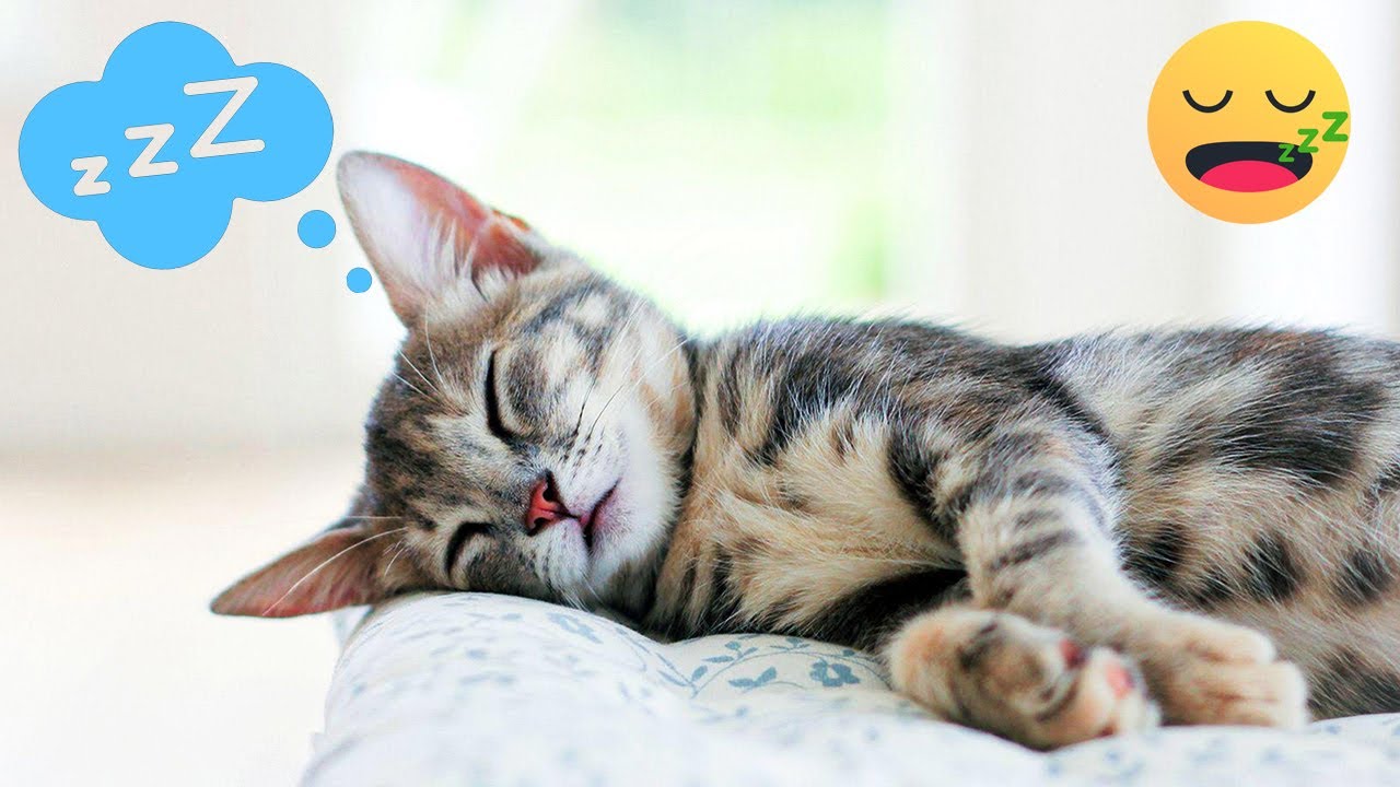 101 CURIOSIDADES sobre los GATOS que no conocías 🐱😍 MUSICA para dormir GATOS en 5 MINUTOS