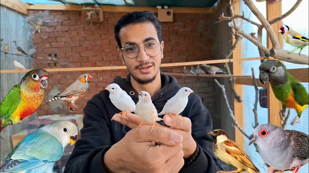 أول فروخ في المحمية المنزلية للطيور 🐦