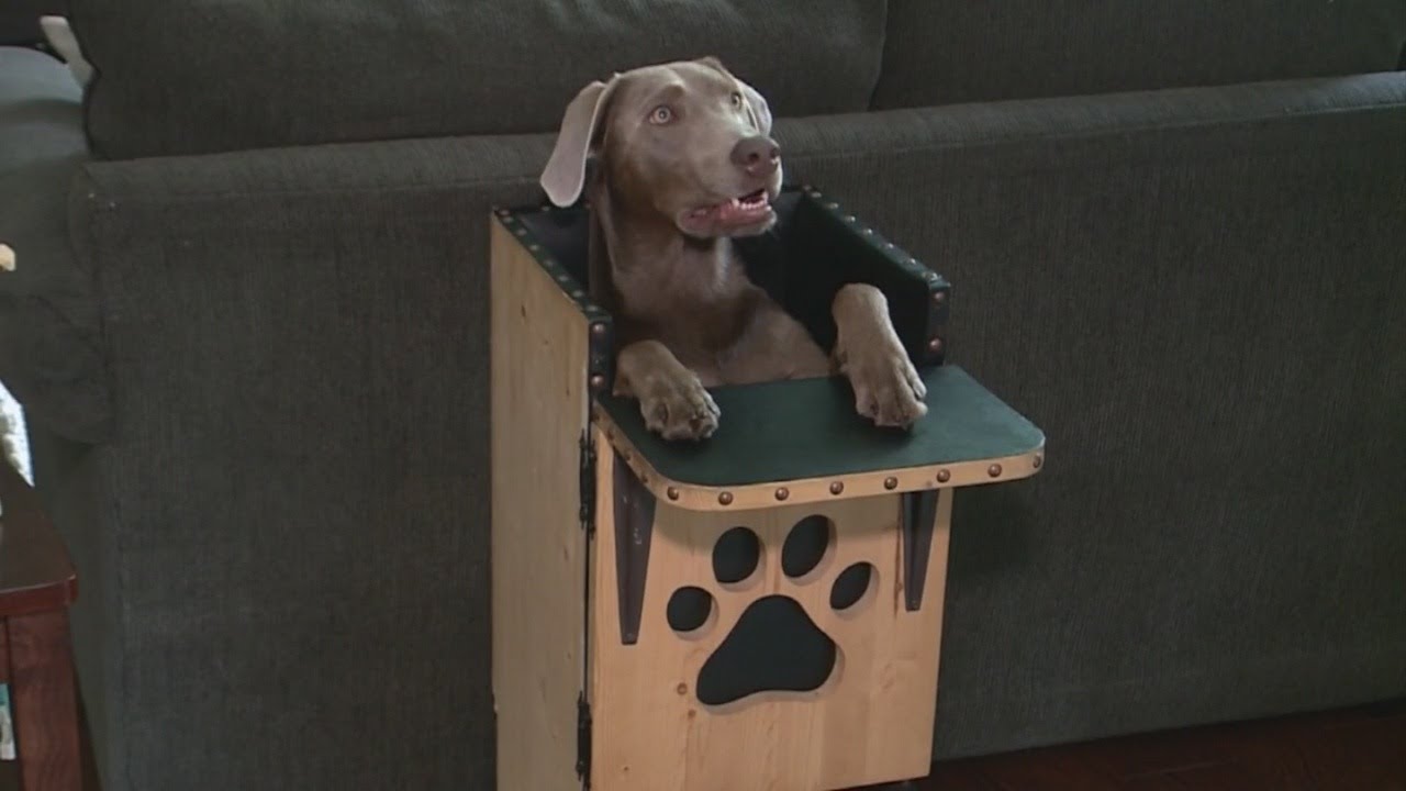 Rare disorder causes dog to have to eat in high chair to survive YouTube