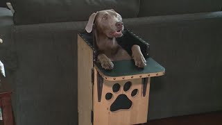 Rare disorder causes dog to have to eat in high chair to survive