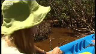 Baby Crocodiles - Dive Caribbean - Bbc Wildlife