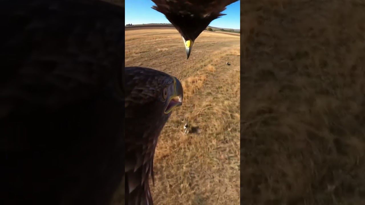Incredible Rabbit Hunt from the Sky - Nature Precision Strike 