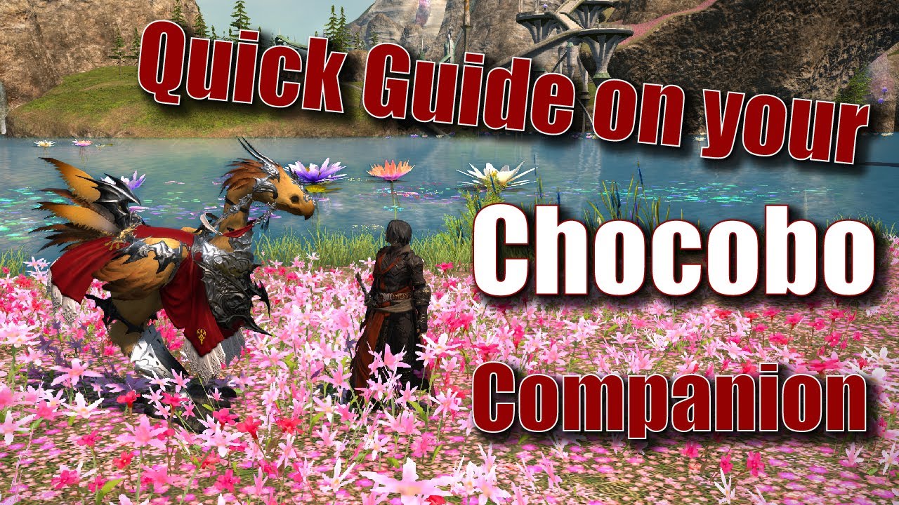 The Ultimate FFXIV Beginners Chocobo Guide