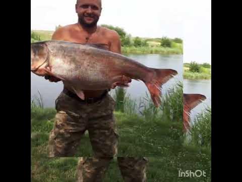 Толстолоб - YouTube